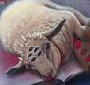 Lamb of Elohim