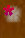 sweet_aroma_worship_web_site055001.jpg